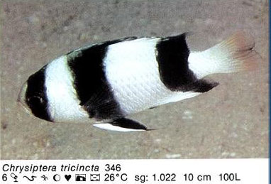 Chrysiptera tricincta